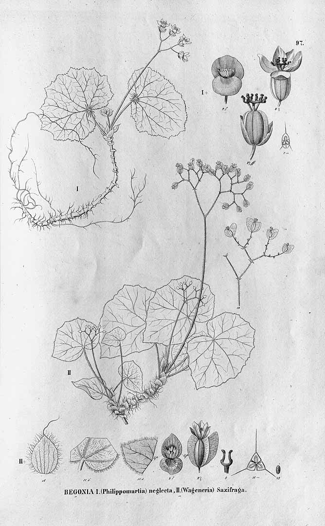 B. saxifraga